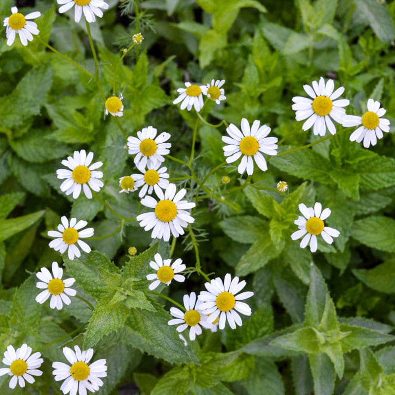 Chamomile Flower