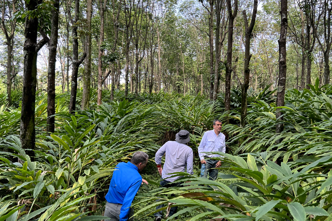 Walking through forrest