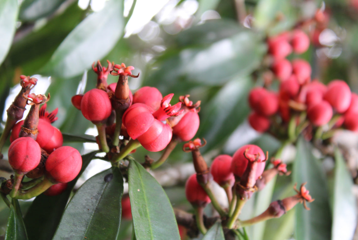 Close up of plant with berries