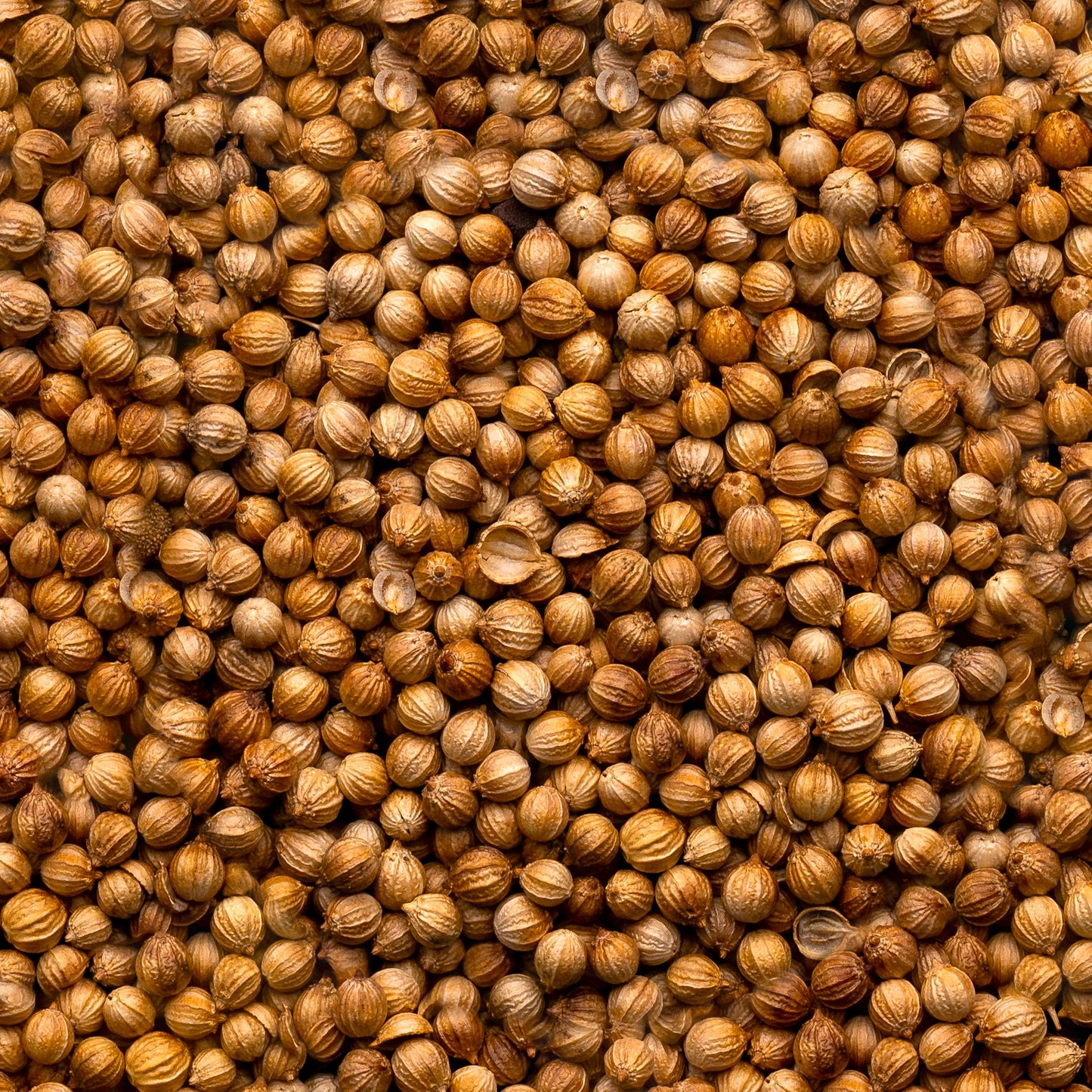 Organic Coriander Seed
