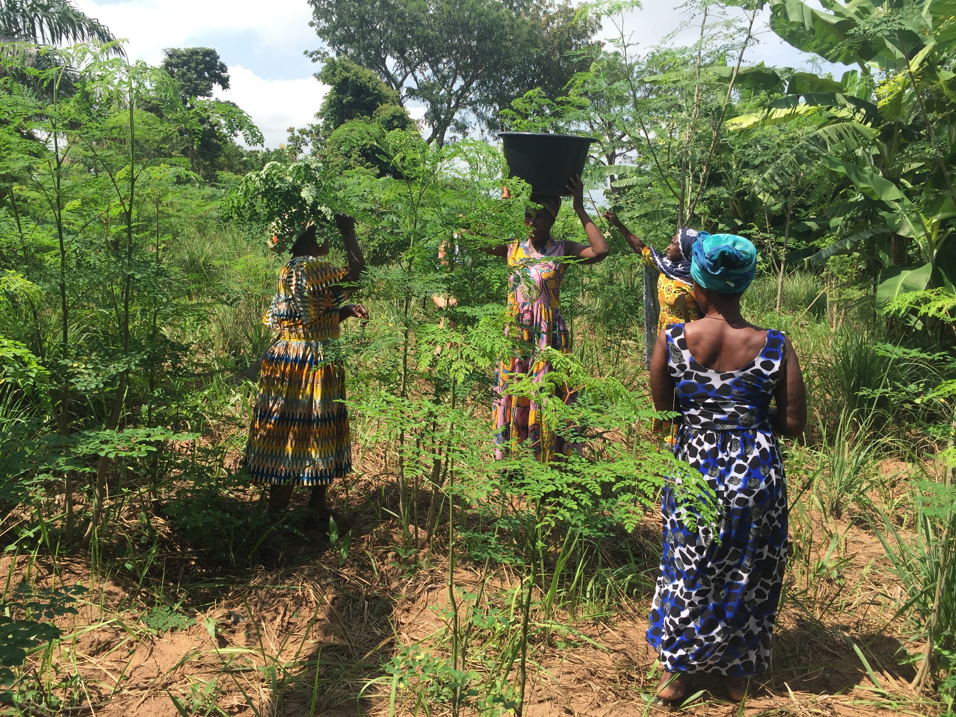 Woman on Moringa farm