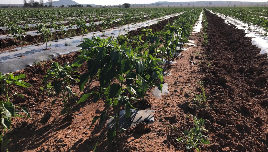 Pure Ground Ingredients