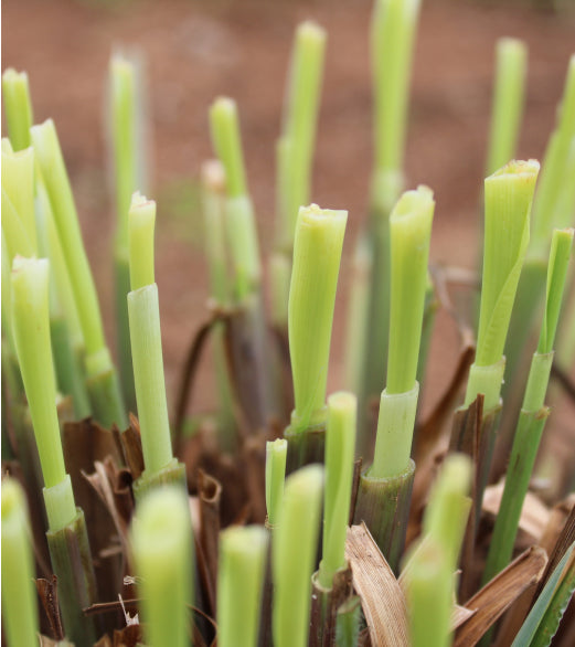 Pure Ground Ingredients