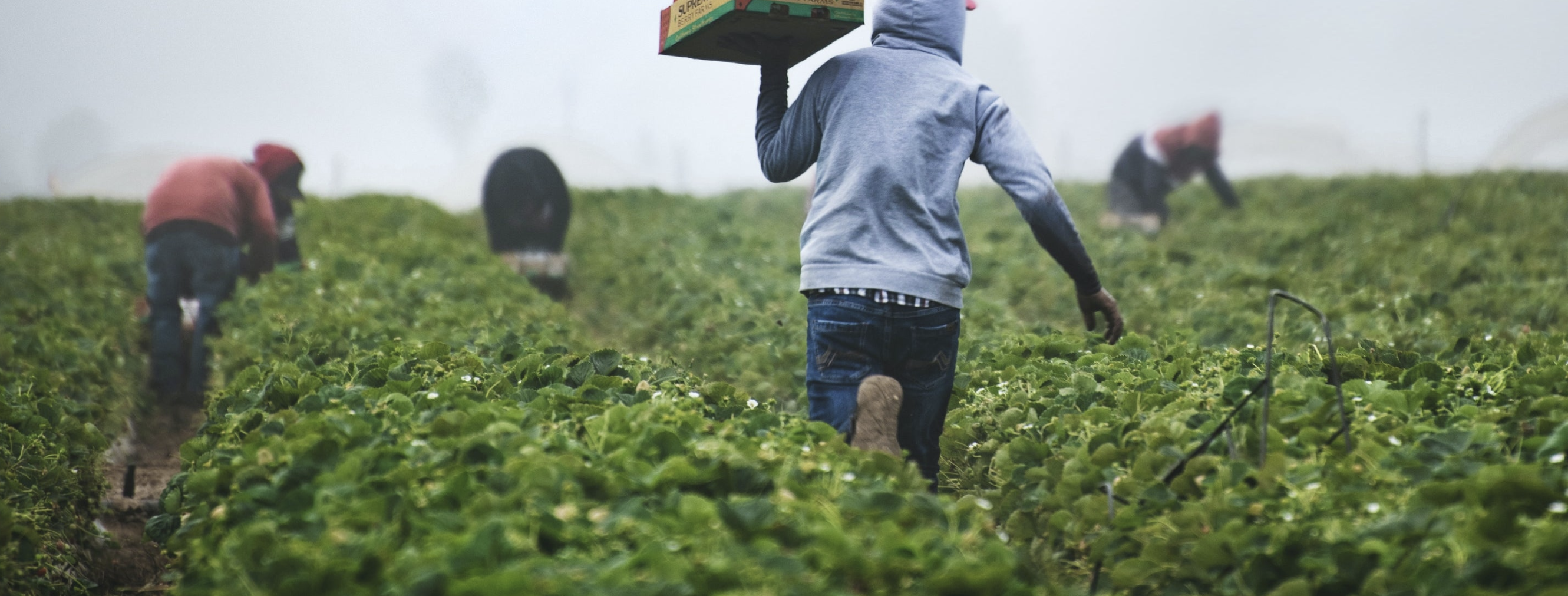 Pure Ground Ingredients