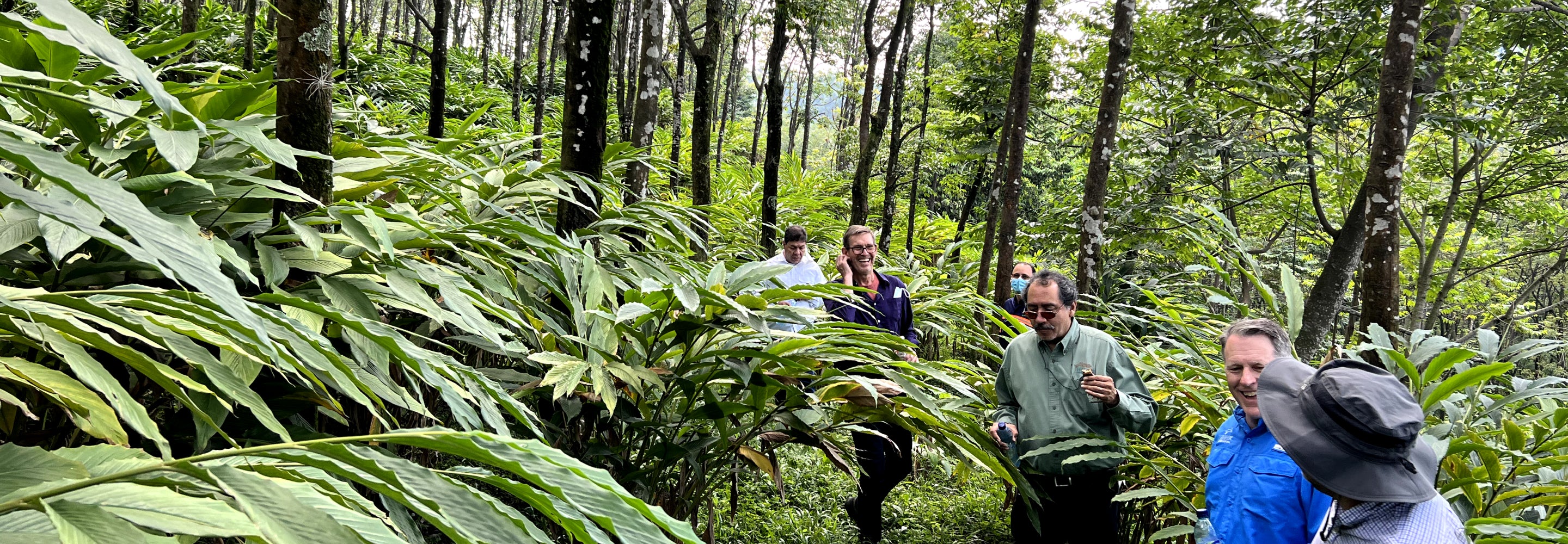 Guys exploring through forrest