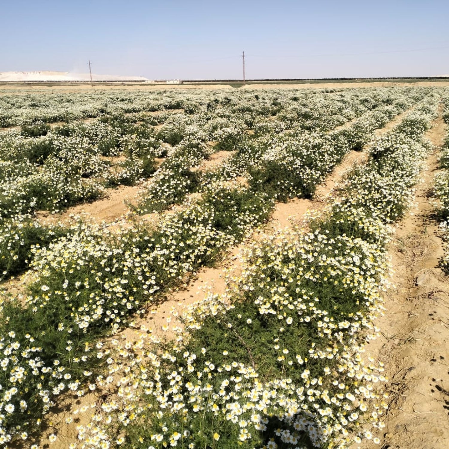 Chamomile Flower