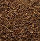 Organic Caraway Seed
