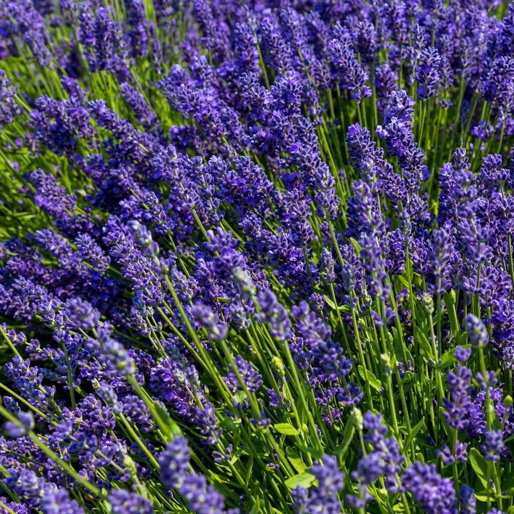 Pure Ground Ingredients