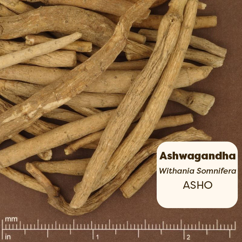 Dried Ashwagandha roots with a measurement scale on a brown background