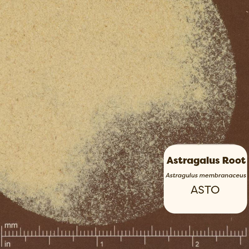 Powdered Astragalus Root with a scale for measurement on a brown background