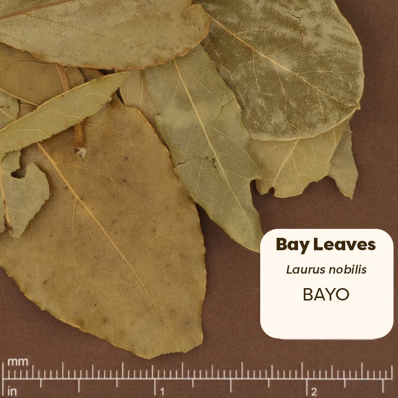 Dried bay leaves with a label and measurement scale on a brown background. Scientific Name: Laurus Nobilis 
