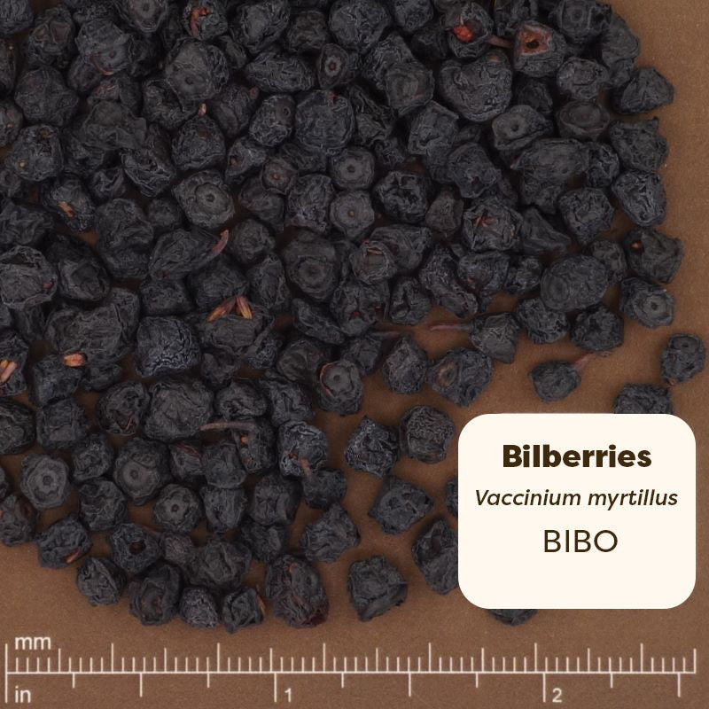 Close-up of dried bilberries with a label indicating the name and scientific classification on a brown background.