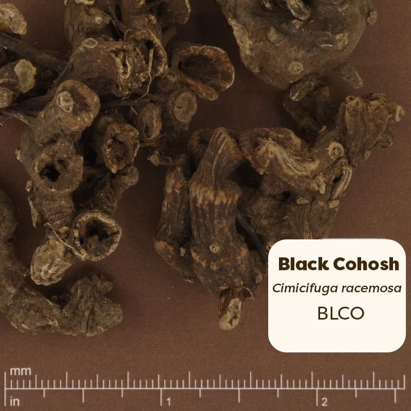 Dried Black Cohosh 