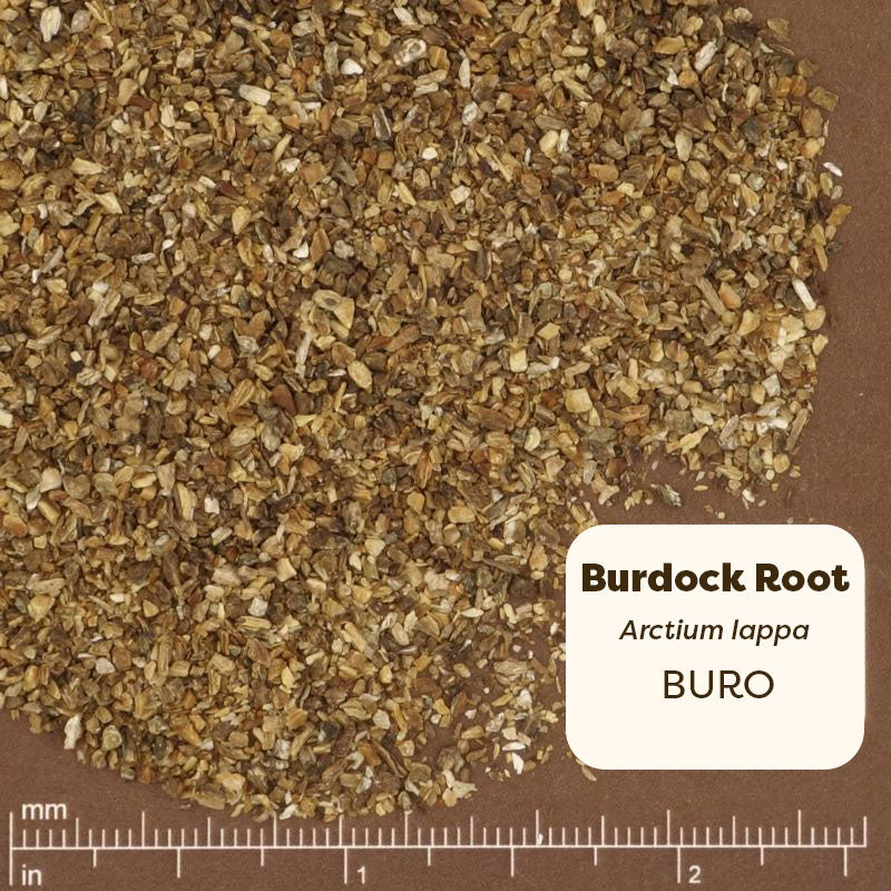 Dried burdock root with a label and measurement scale on a brown background