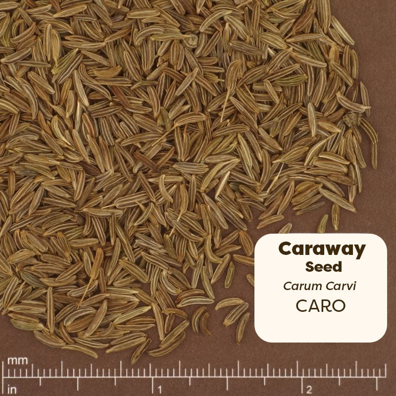 Caraway seeds with a label and measurement scale on a brown background. Scientific Name Carum Carvi