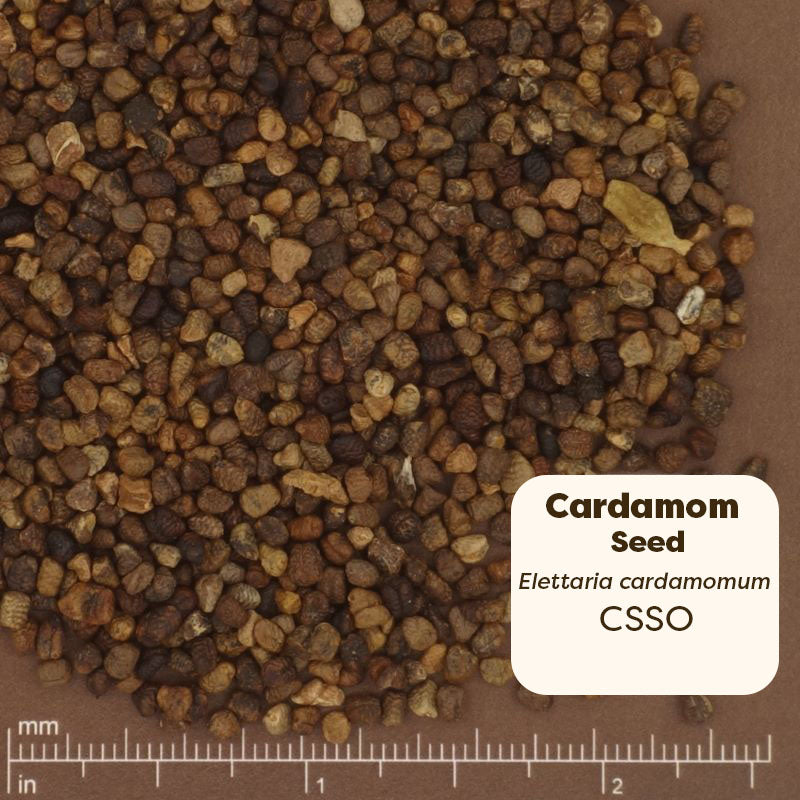 Cardamom seeds with a scale for measurement on a brown background. Scientific Name: Elettaria Cardamomum