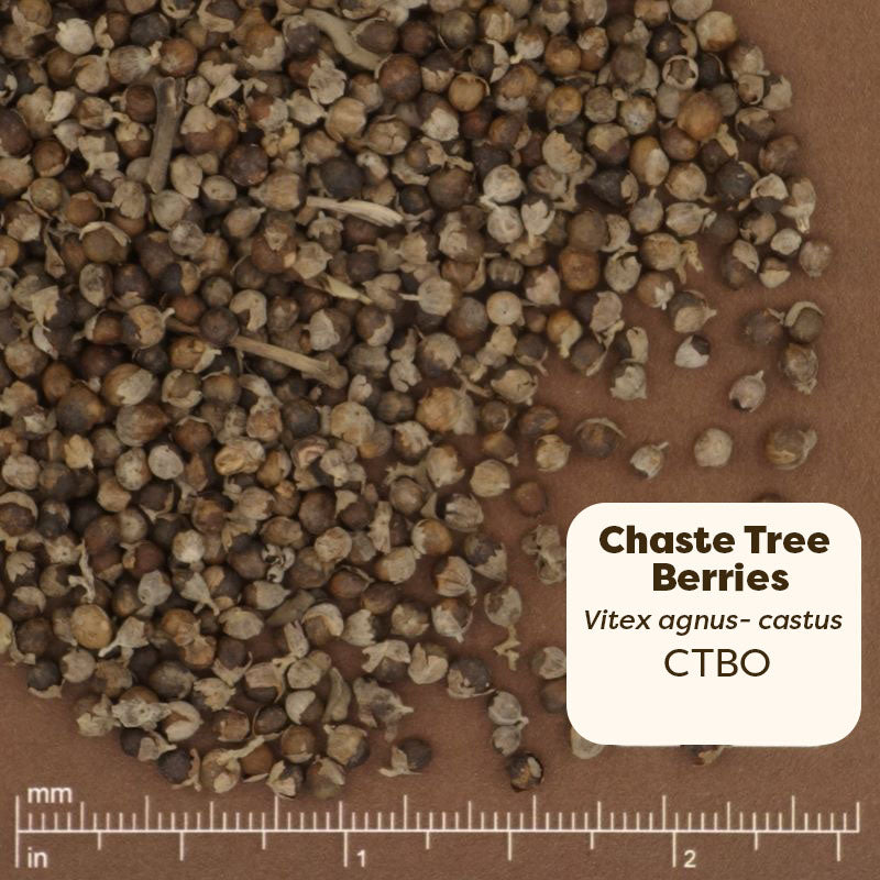 Chaste tree berries with a label and measurement scale on a brown background. Scientific name vitex agnus castus 