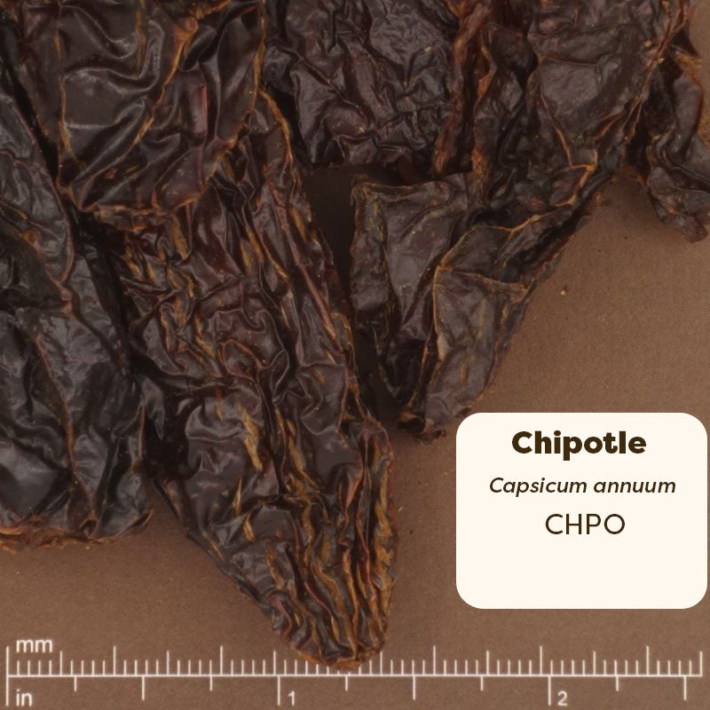 Dried chipotle pepper with a label and measurement scale on a brown background. Scientific Name: Capsicum annuum