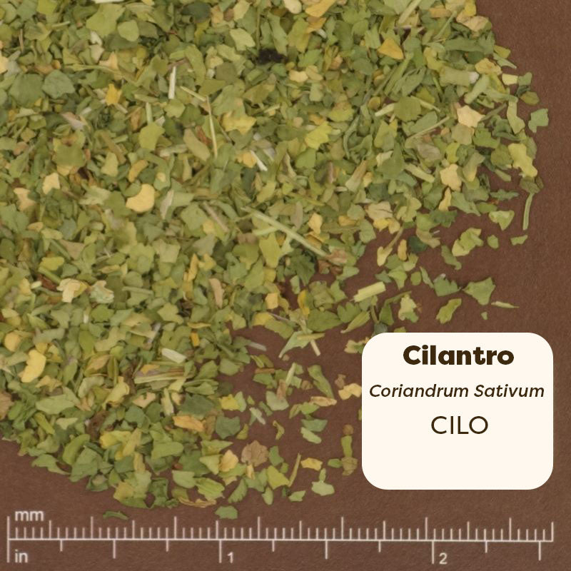 Dried cilantro leaves on a brown background with a ruler for scale. Scientific Name Coriandrum Sativum