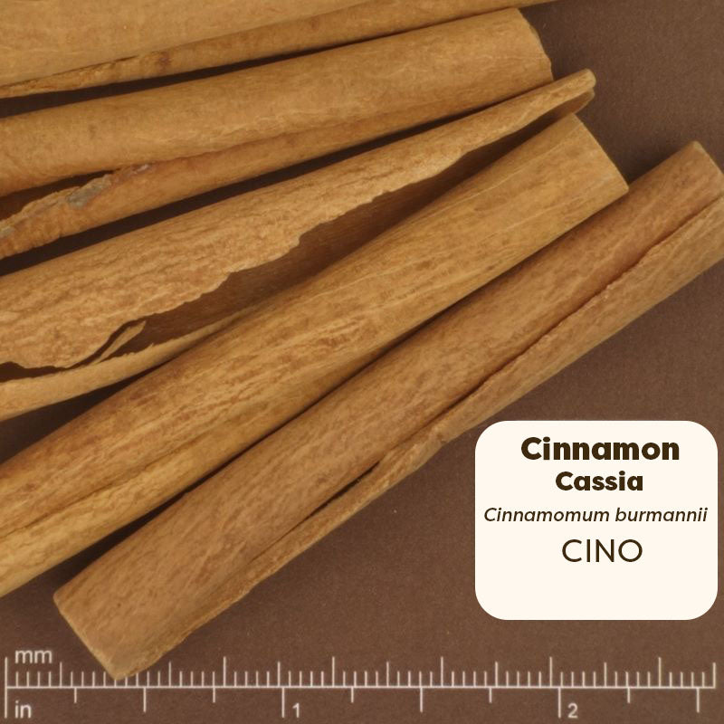 Cinnamon sticks on a brown background with a ruler for scale. Scientific Name Cinnamomum burmannii