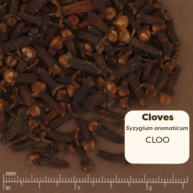 Cloves with a label and measurement scale on a brown background. Scientific Name: Syzygium aromaticum 