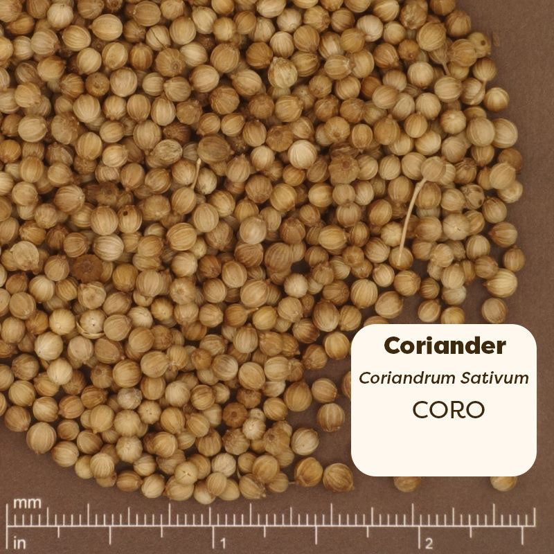 Coriander seeds with a label and measurement scale on a brown background