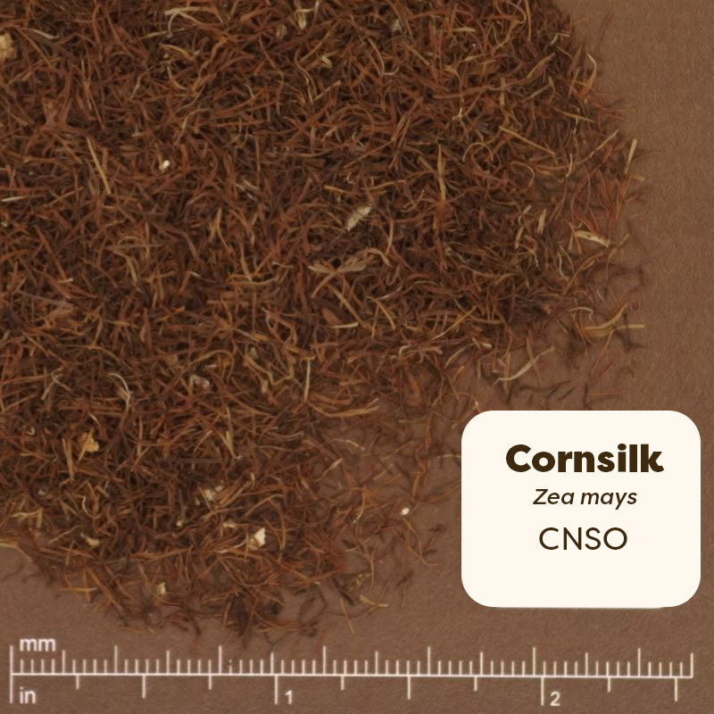 Corn silk scientific name zea mays