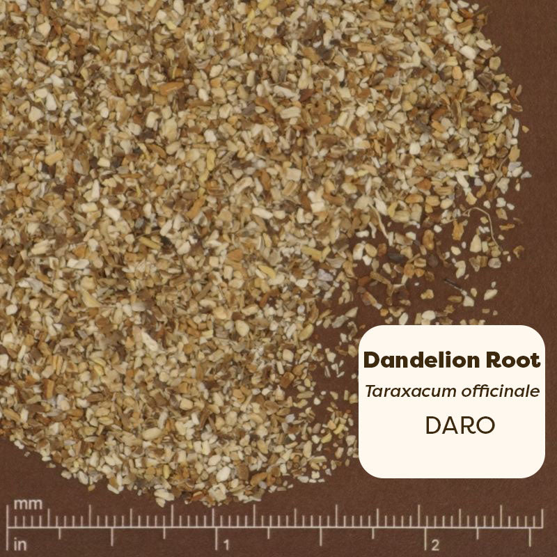 Dandelion root powder with a scale on a brown background. Scientific name Taraxacum officinale 