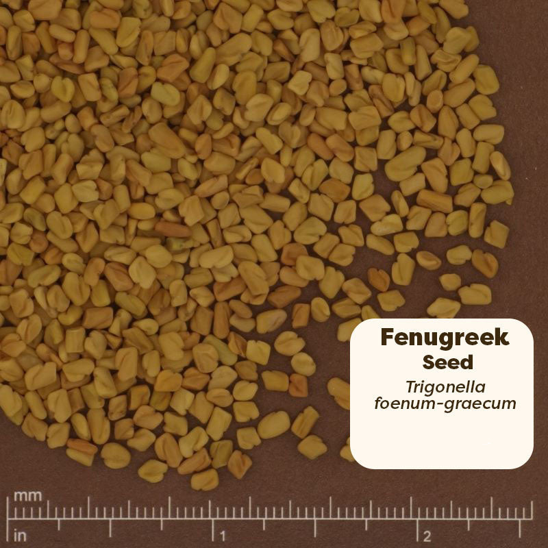 Fenugreek seeds with a label and measurement scale on a brown background. Scientific Name Trigonella Foenum-graecum 