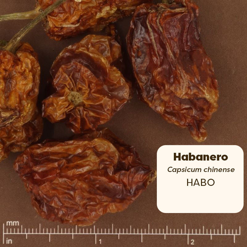 Dried habanero peppers with a label and measurement scale on a brown background.  
