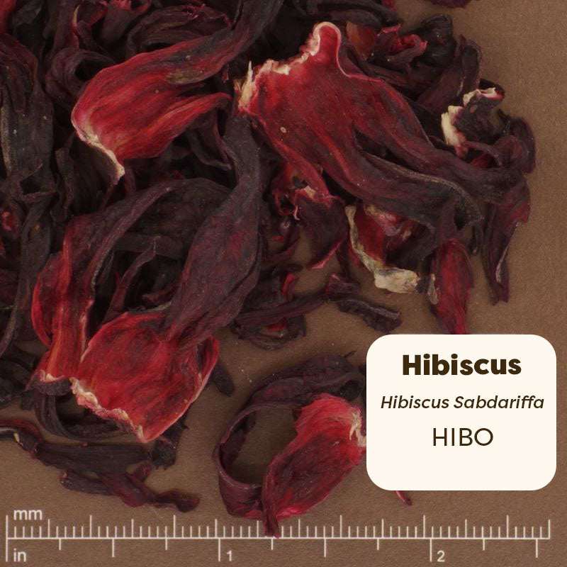 Dried hibiscus flowers on a brown background with a scale for measurement. Scientific Name Hibiscus Sabdariffa 