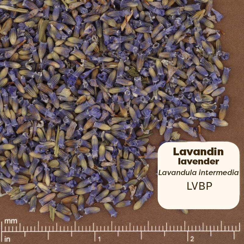 Dried Lavandin lavender on a brown background with a ruler for scale. Scientific Name: Lavandula Intermedia 