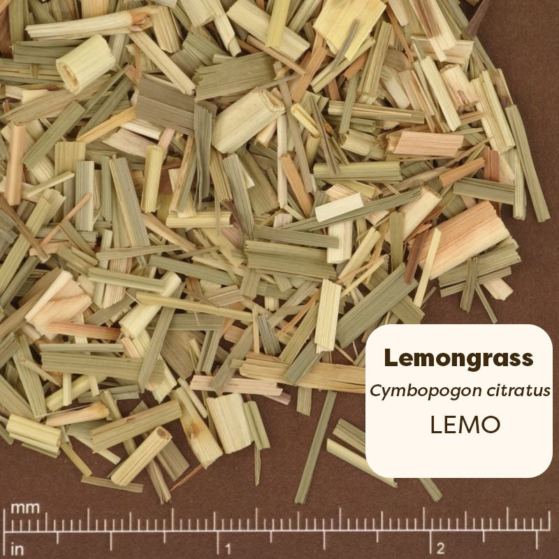 Dried lemongrass sticks on a brown background with a ruler for scale. Scientific Name: Cymbopogon citratus 