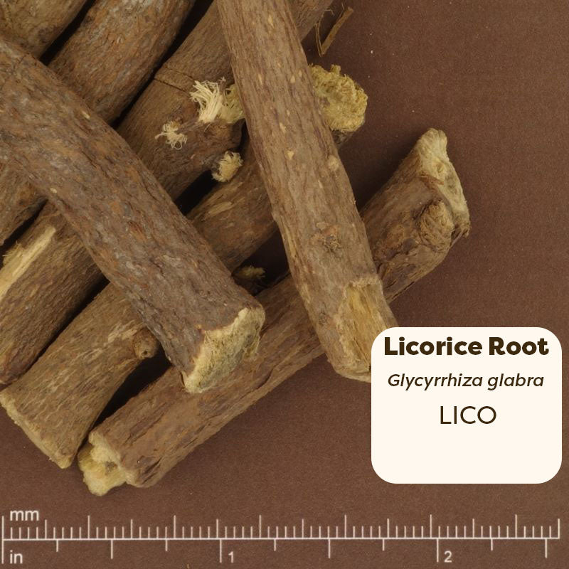 Licorice root pieces on a brown background with a measurement scale. Scientific Name: Glycyrrhiza Glabra