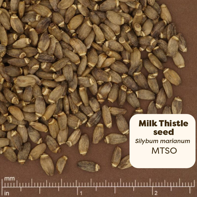 Milk thistle seeds with a label and ruler for measurement on a brown background. Scientific Name: Silybum marianum