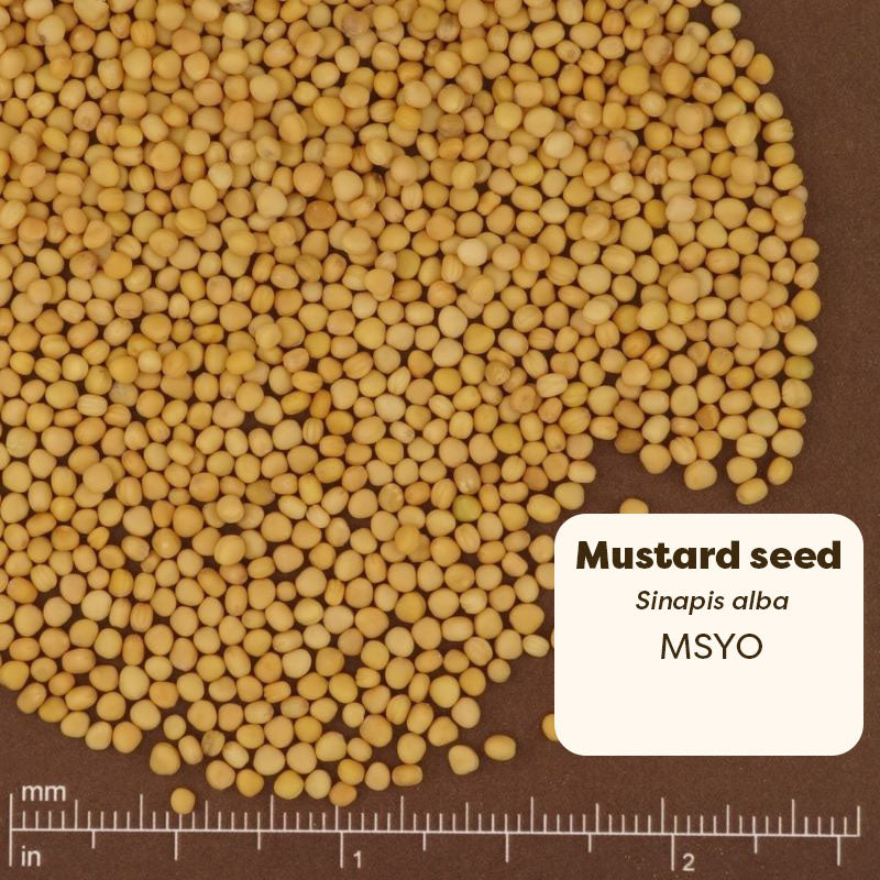 Mustard seeds with a label and measurement scale on a brown background.
