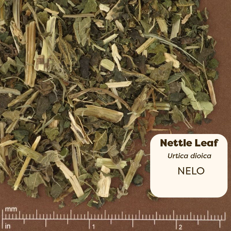 Dried nettle leaf. Scientific Name Urtica Dioica 