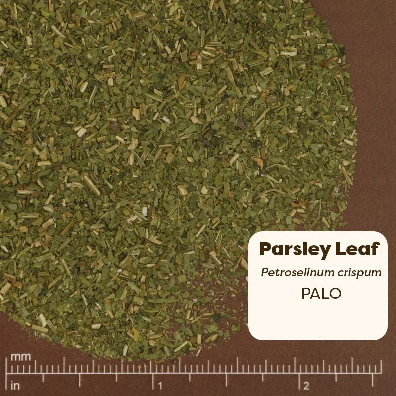 Dried parsley leaf sample with a label and measurement scale on a brown background. Scientific Name Petroselinum Crispum 