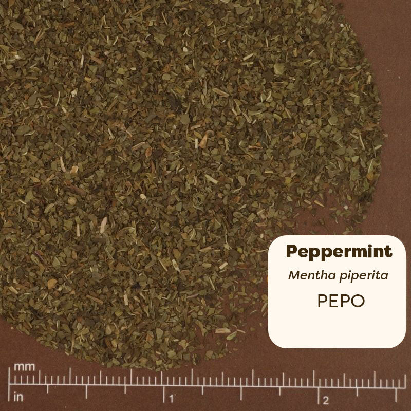 Dried peppermint leaves on a brown background with a scale for measurement. Scientific Name : Mentha Piperita 