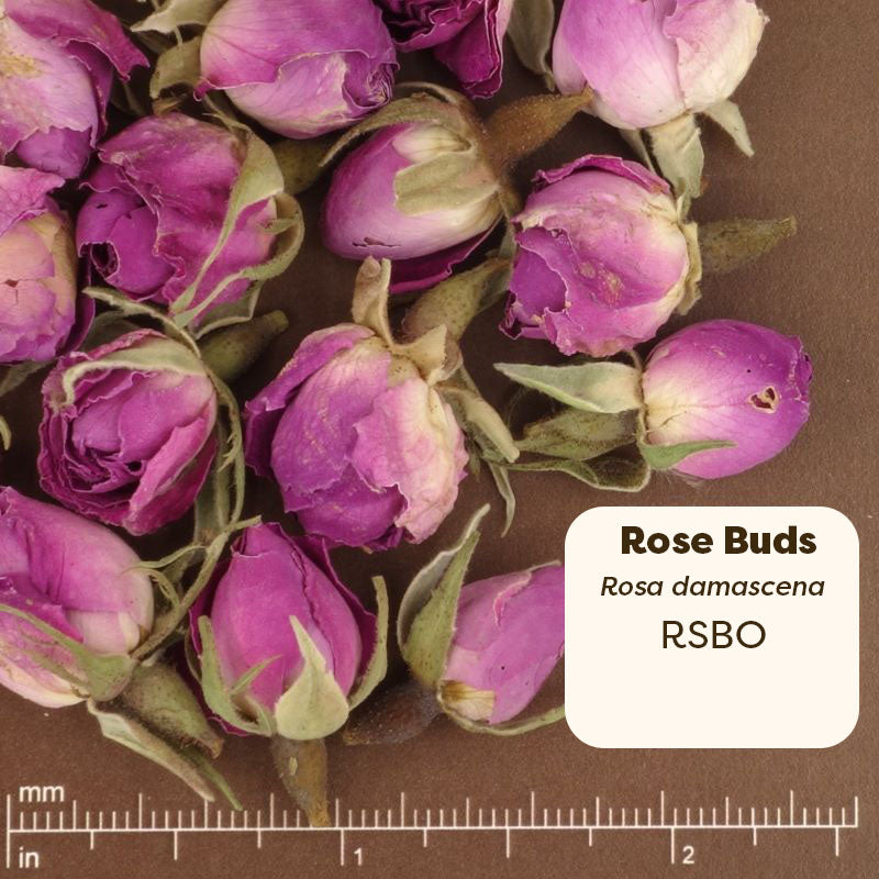 Close-up of pink rose buds with a label. Scientific Name: Rosa Damascena 