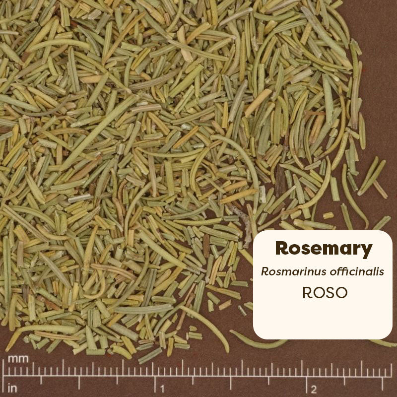 Rosemary leaves on a brown background with a ruler for scale. Scientific Name: Rosmarinus Officinalis