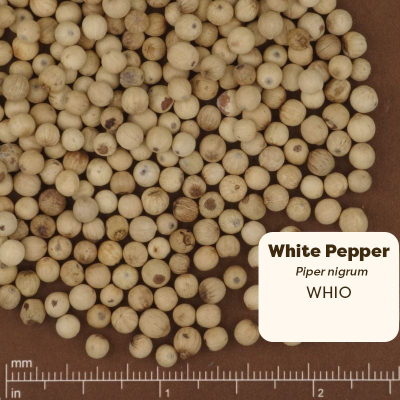 Close-up of white peppercorns with a label indicating 'White Pepper' and 'Piper nigrum'.