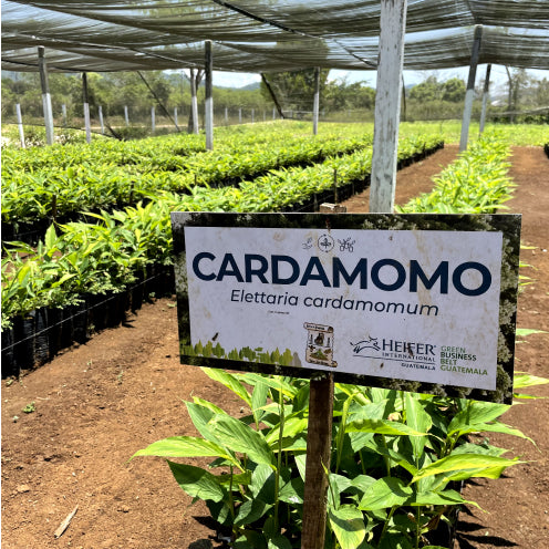 Cardamomo sign in front of crops