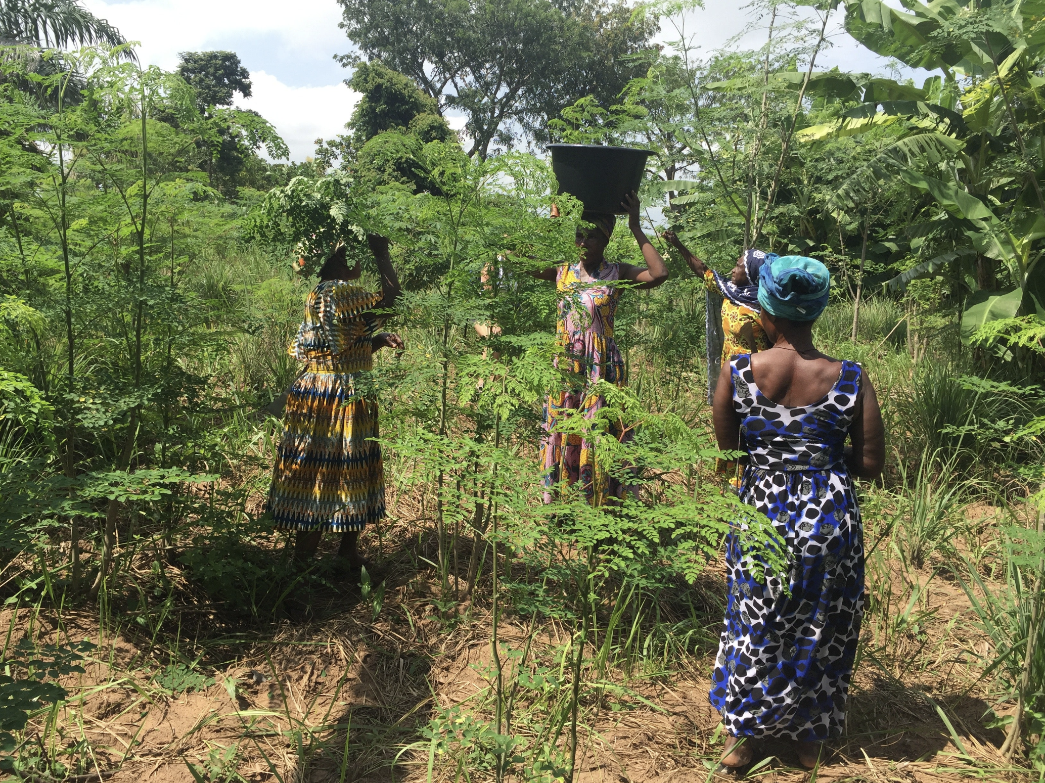 Woman on Moringa farm